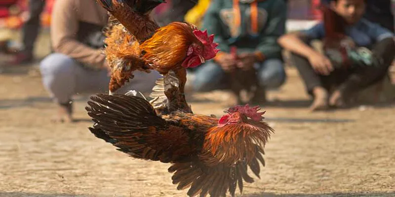Cách soi kèo đá gà bách trúng từ chuyên gia