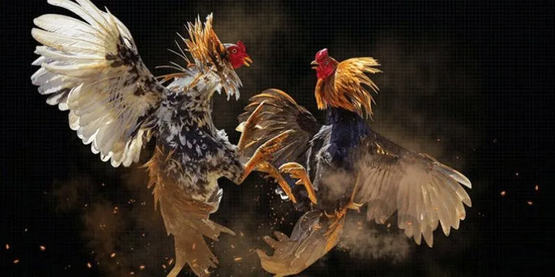 Tìm hiểu luật chơi cá cược đá gà