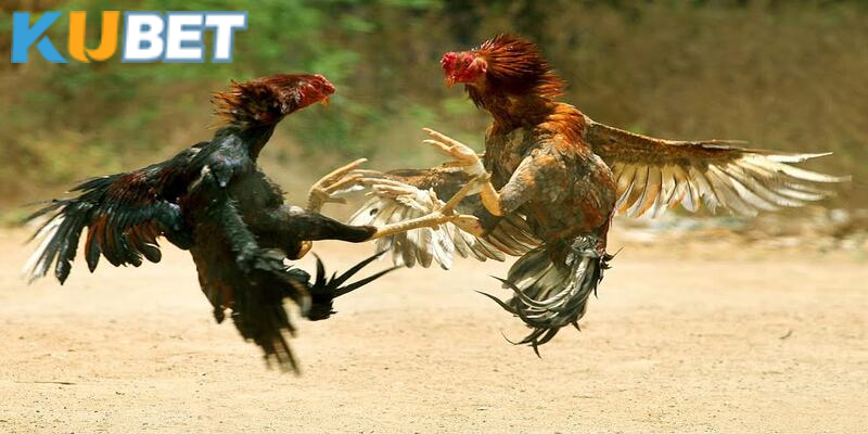 Giao lưu đá gà và cơ hội học tập cách cược gà chọi